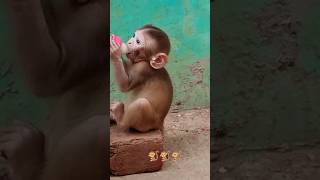MONKEY 🐒🐵#viral #trending #shortvideo #monkey #shorts#animals