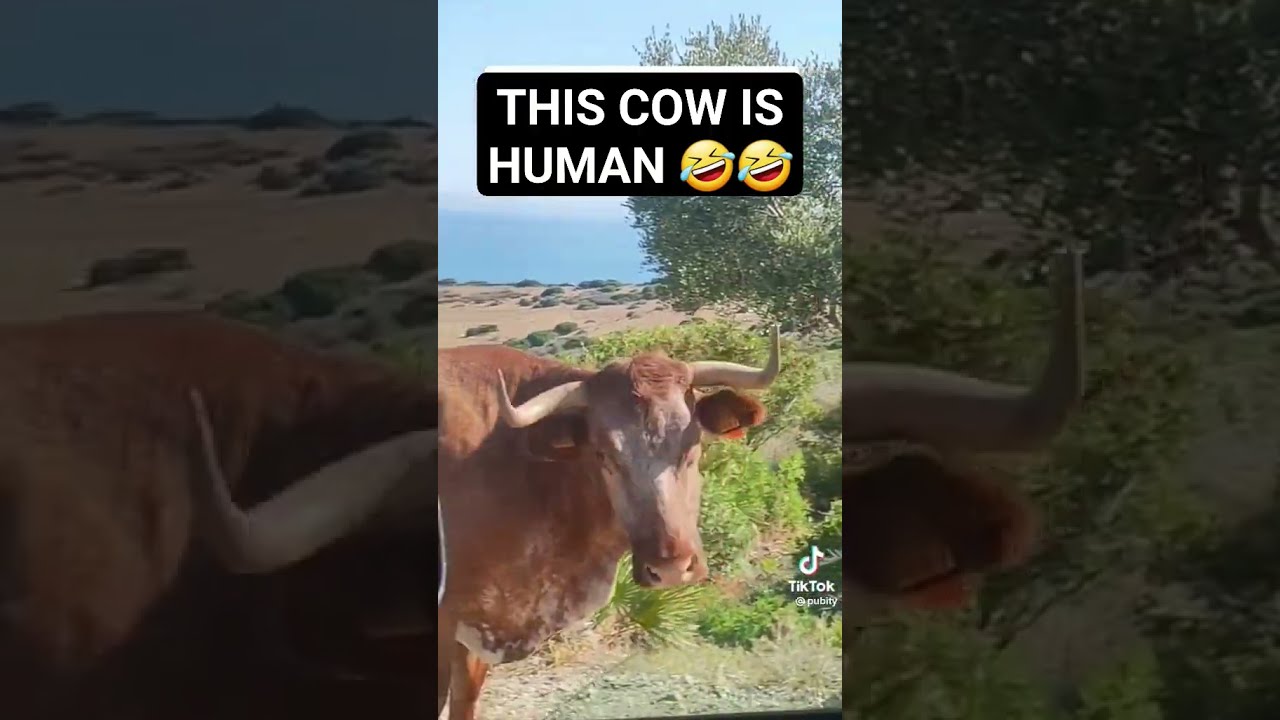 Cow Gives Directions 