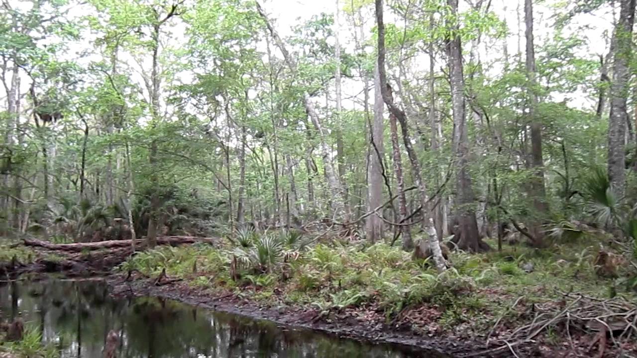 indian mounds in florida Hiking in Starkey Wilderness Park