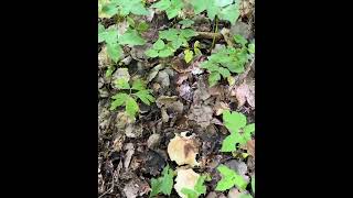 #Pilze Mairitterlinge 2026