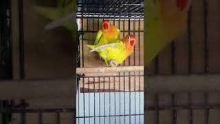 Love Birds Haris Hadi 90