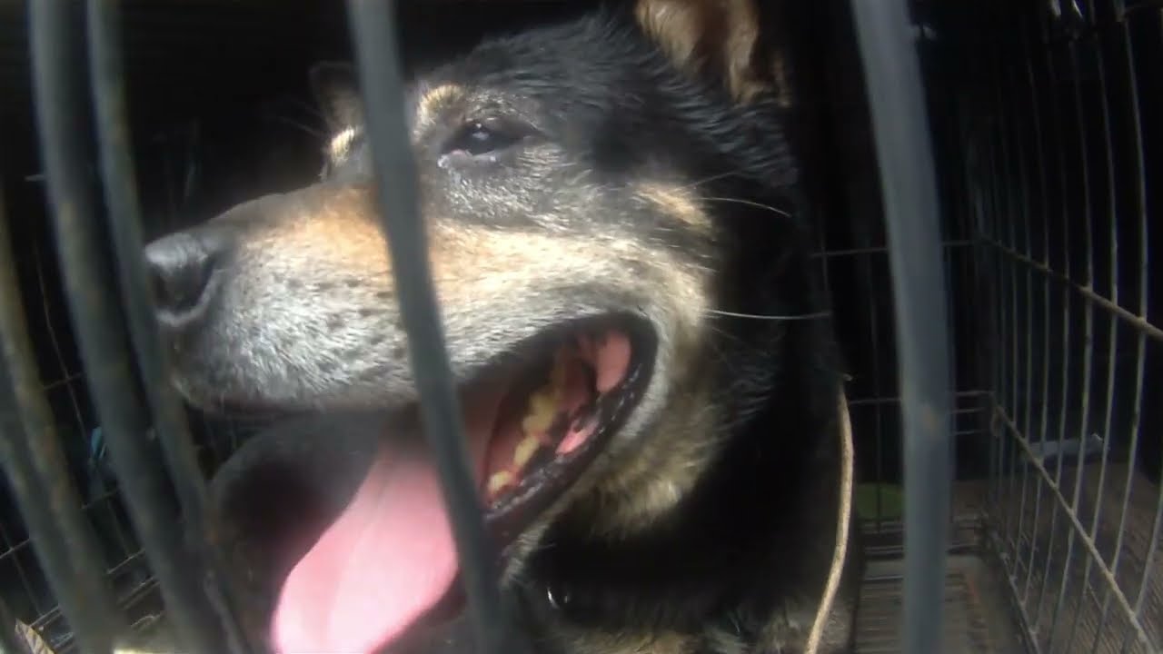 猟犬と山歩き　本川系四国犬のワタ　雨の休日