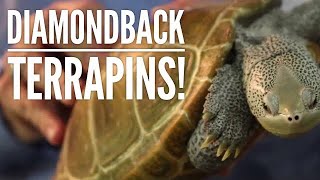 All About Diamondback Terrapins! | Diamondback Terrapin Conservation | Collab with The Turtle Girl