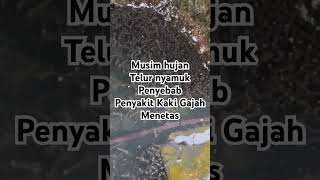 Waspada! Nyamuk penyebab penyakit kaki gajah menetas di musim hujan #explore #animals #experiment