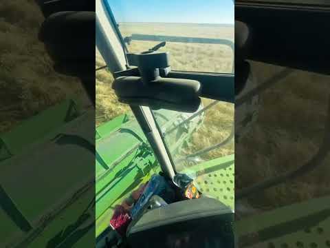 Harvesting teff in