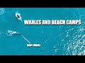 Baby whale at Quobba Blowholes - Episode 53