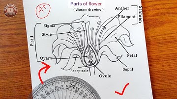 How to draw a diagram of flower lebelled longitudinal section // how to draw easy flower of parts