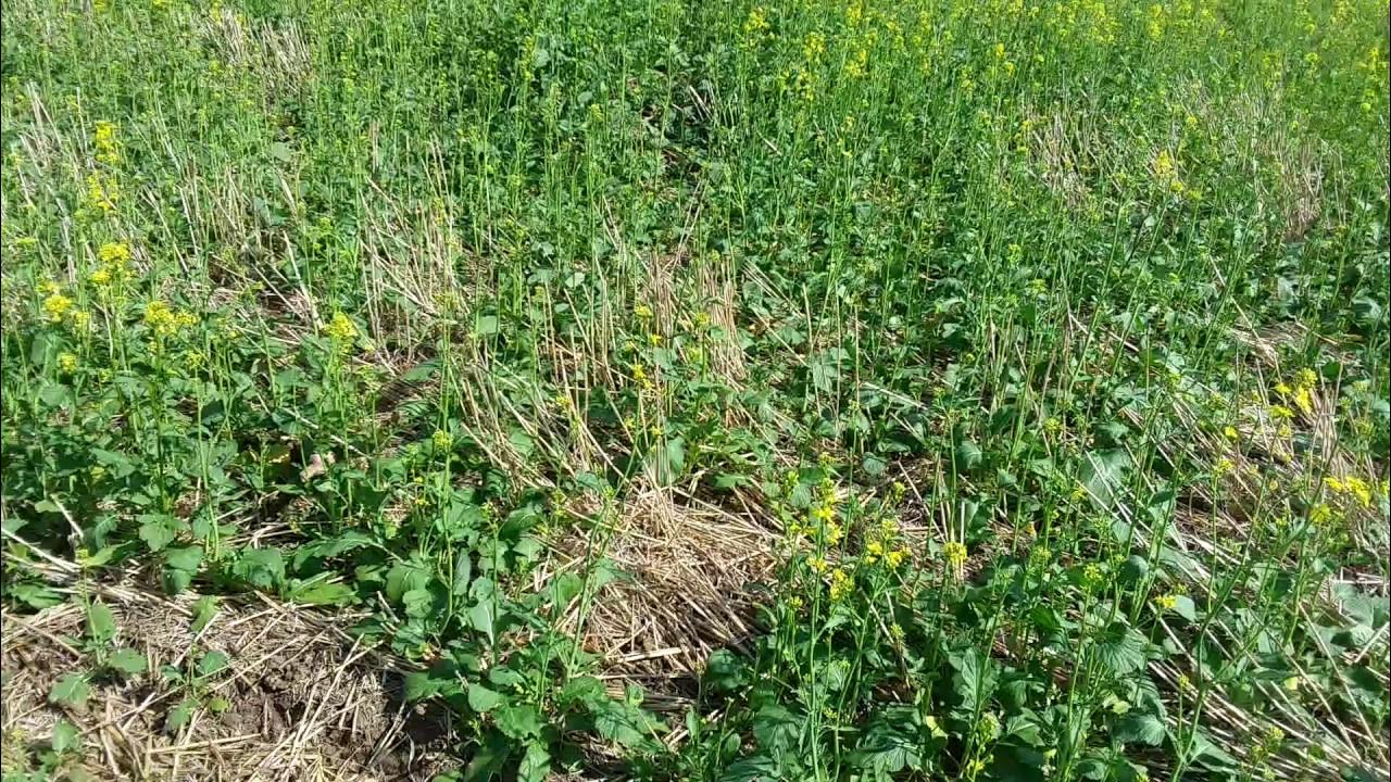 Перекопка сидератов. Сидераты. Когда копать горчицу. Сидераты для огорода. Когда копать горчицу.