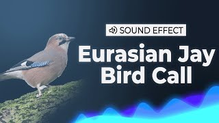 Eurasian Jay Bird Call Sound Effect | SFX