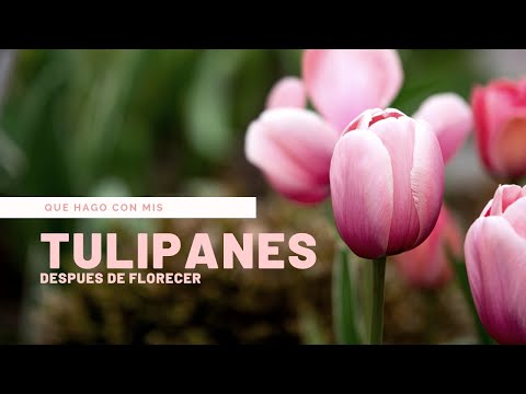 Video: Hacer que los tulipanes florezcan todos los años - Razones y soluciones para los tulipanes que no florecen