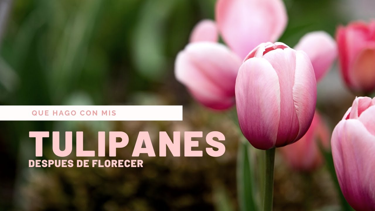 Que hago con mis TULIPANES despues de que florecen 🌷 🥀 Soil + Margaritas