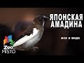 Японская амадина - Все о виде птицы |Вид птицы - Японская амадина