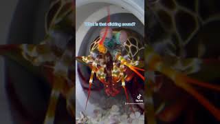 Common Q’s about Mantis Shrimp! Pt. 3