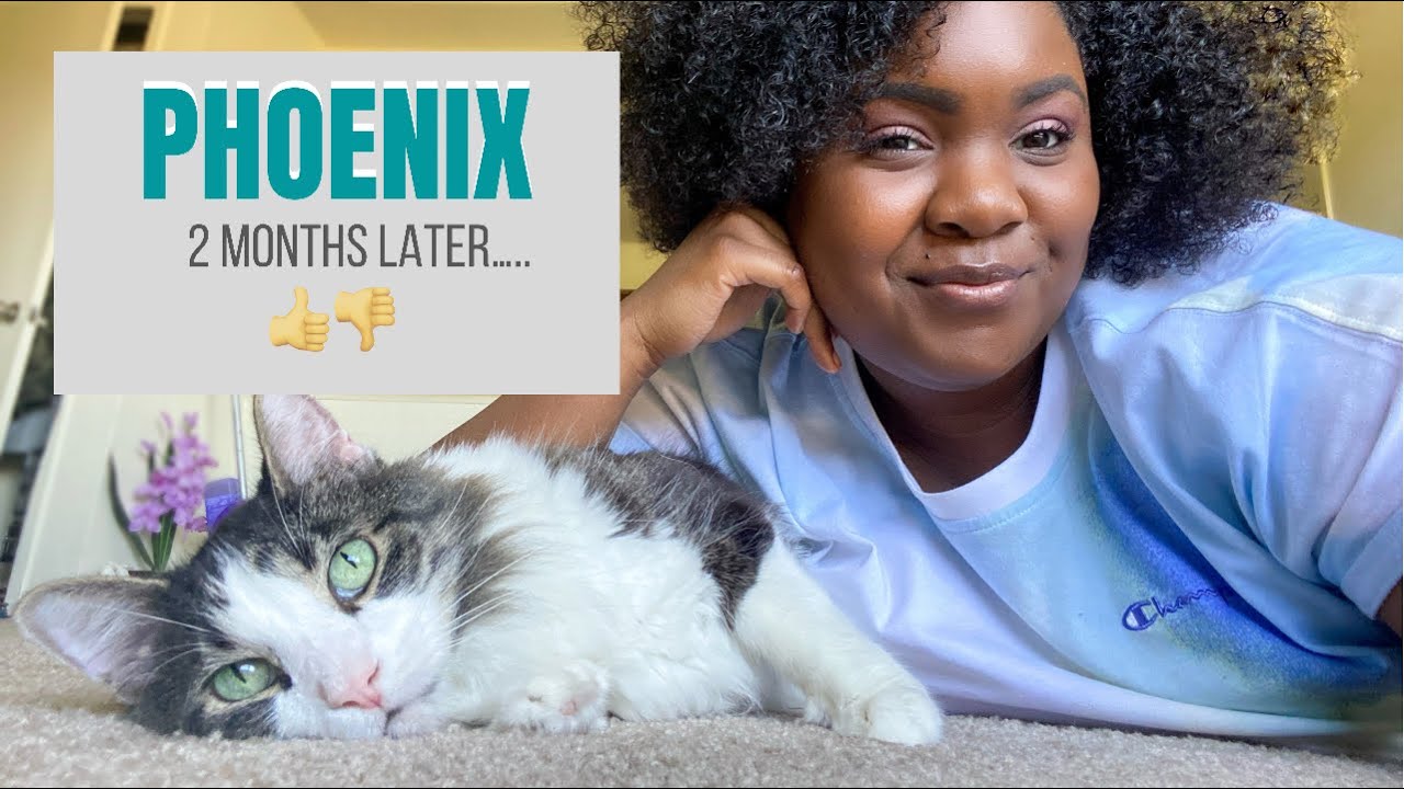UPDATE!! 2 Months Since Moving To Phoenix + Q&A