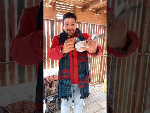 زاجل نش الحمام