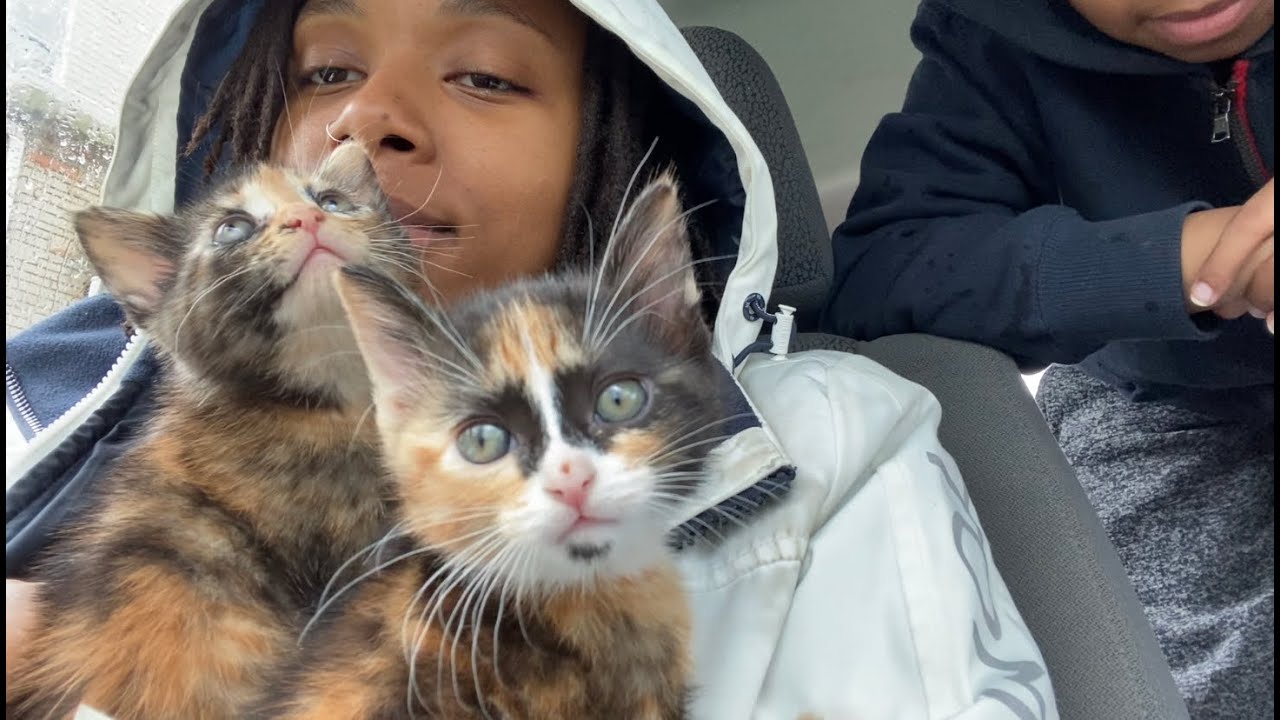journey getting my kittens ️travel vlog YouTube