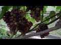 Полив, защита, сера и кальций на винограднике 22 08 2020 год