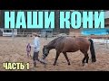 НАШИ КОНИ [ часть 1]