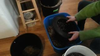 Medical marijuana grow update, how I prepare, and reuse my coco