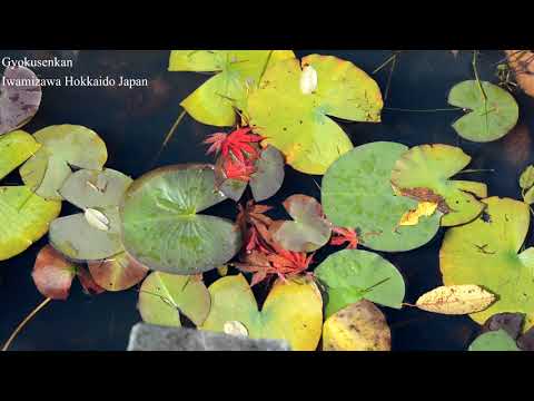 Autumn leaves Gyokusuien [Travel Hokkaido] Iwamizawa Japan 紅葉 玉泉館跡地公園 (日本庭園様式の公園) 岩見沢 北海道