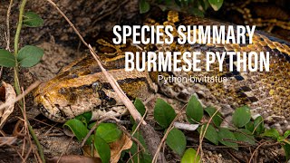 Species Summary   Burmese Python   Python Bivittatus   4K
