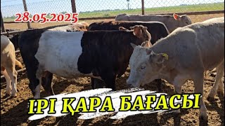ІРІ ҚАРА БАҒАСЫ / МЕРКЕ МАЛ БАЗАР