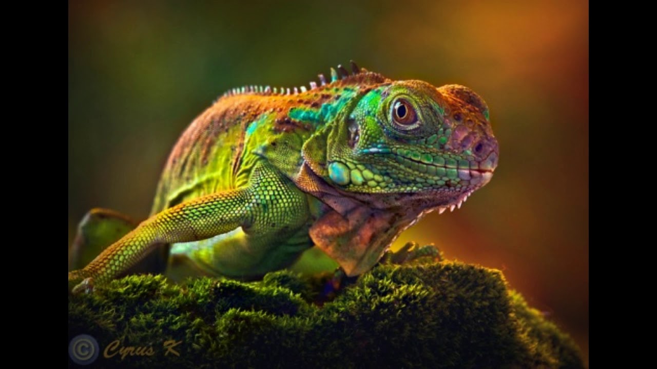 Top 10 most beautifull and exotic animals in the world YouTube