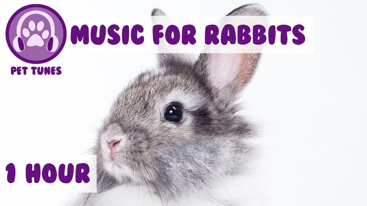 1 Hour of Rabbit Relaxation Music for Your Bunny - YouTube