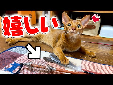 When I gave my parent's cats some 
