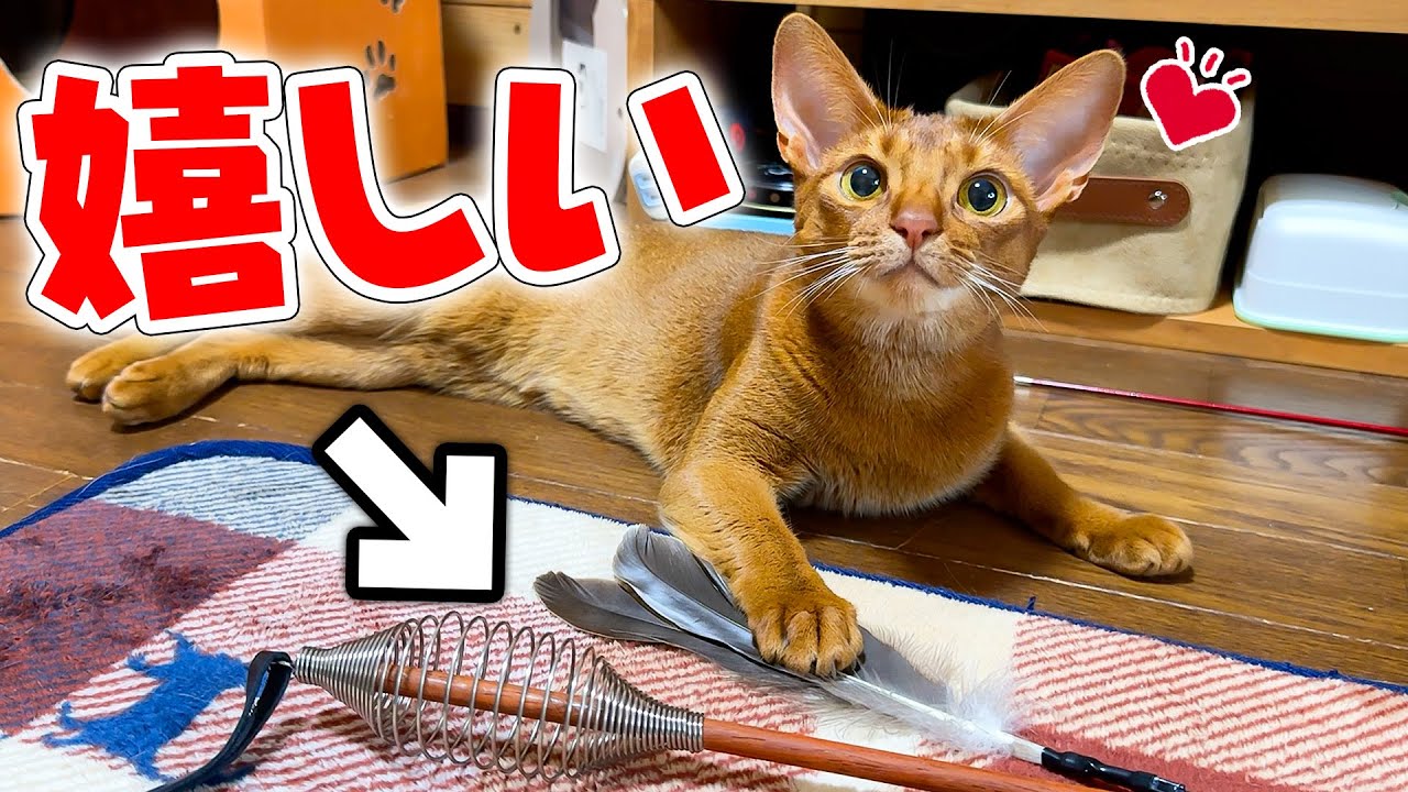 猫さん When I gave my parent's cats some