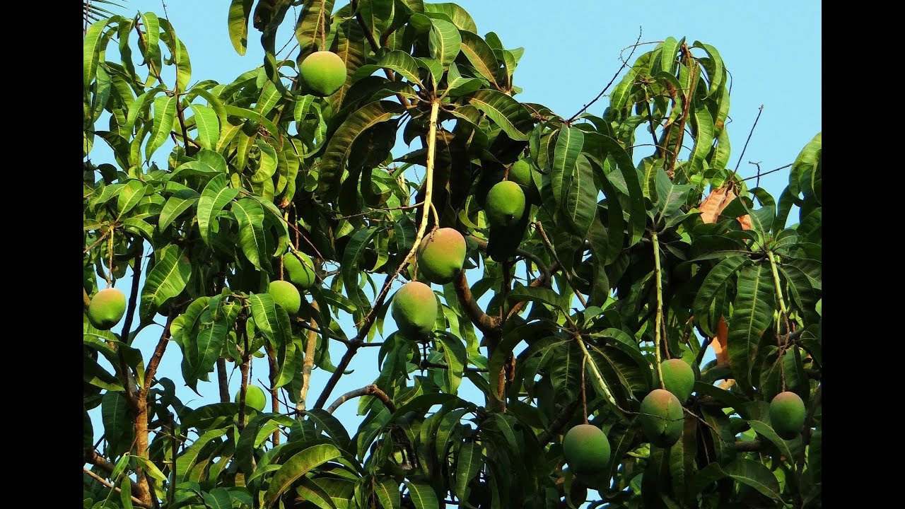 Advantages and Disadvantages of Eating Mango YouTube