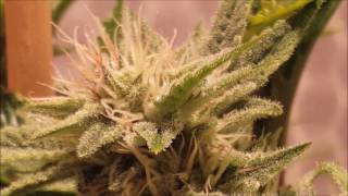 Gorilla Tent Grow - se.5 ep.10 " Bodhi Run " SPACE MONKEY # 4