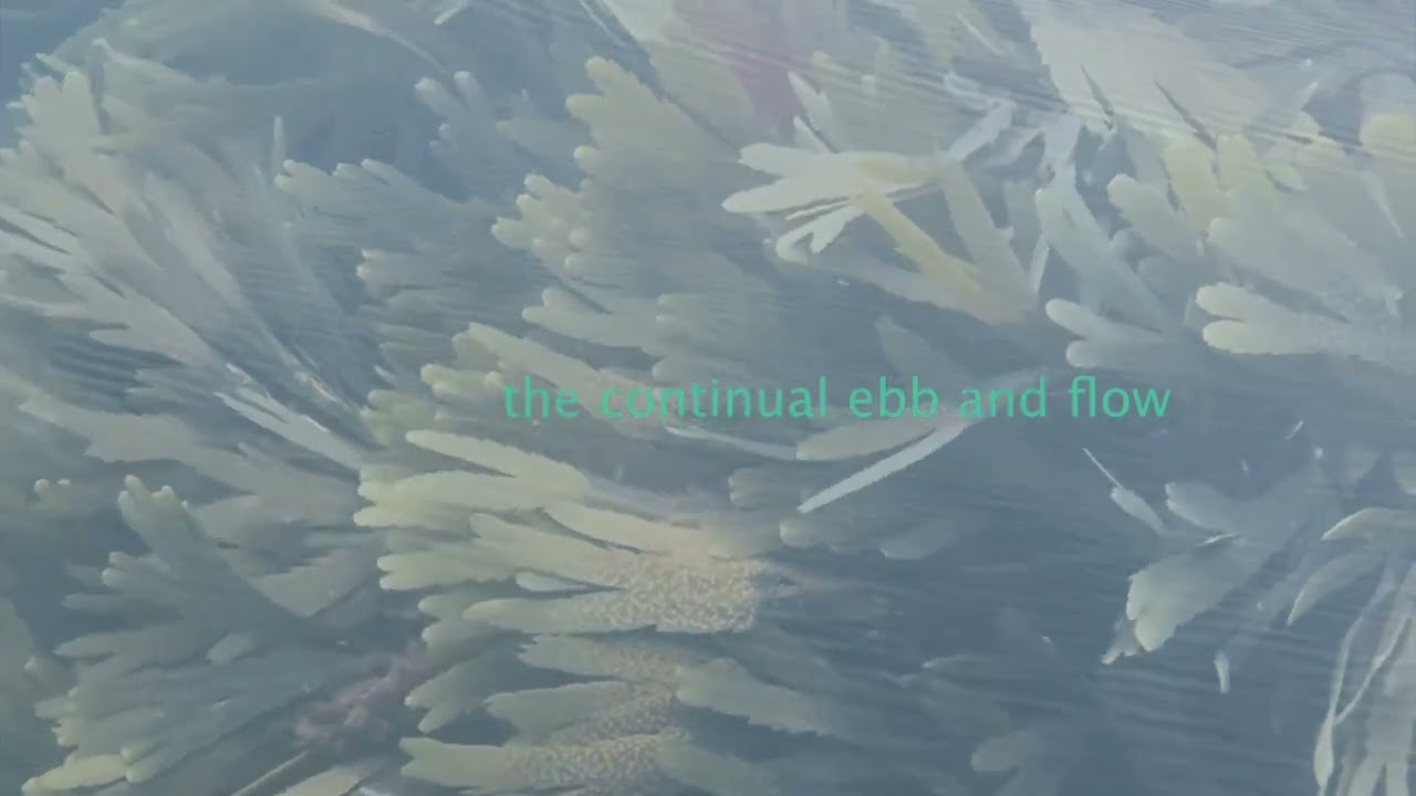 The ritual (2026) by Laura Hopes & LOW PROFILE