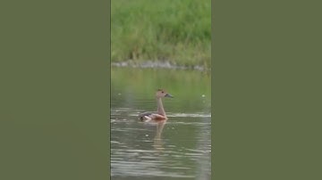 Lesser Whistling Duck #birds #discovery #nature #wildlife #wildlifephotography70