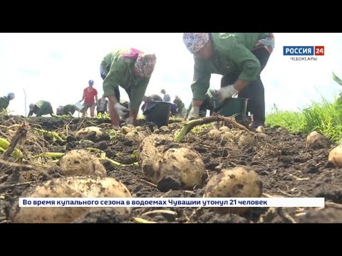Минсельхоз Чувашии: республика