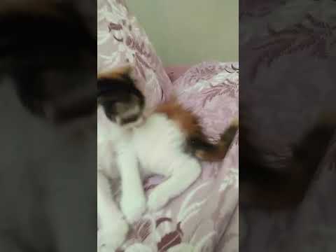 عندي قطة وانت لا