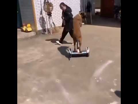 Dog on Segway