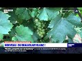 Ref:CfLpsclvsYQ Sur la route des vins du rhne : dcouverte du beaujolais blanc