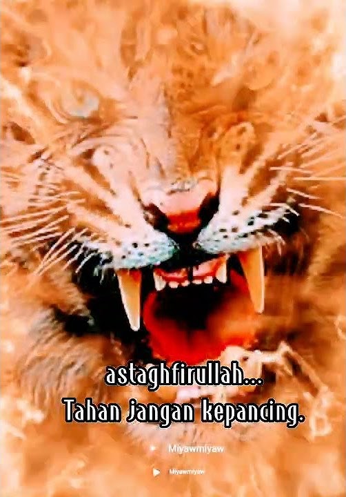 Story ku l sentil nih kuping nya #shorts #status #story #storywa