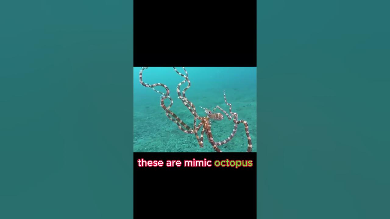 Mimic Octopus 🐙 Masters of Disguise Octopus Facts shorts animals