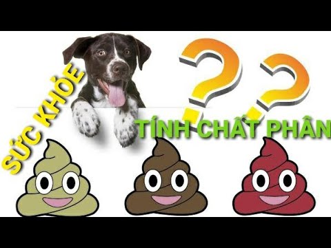 Video: Hướng dẫn làm sạch cho giường chó chống chew Kong