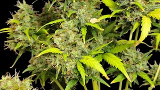 Ganja Farmer Seeds - Critical Dwarf Auto V2
