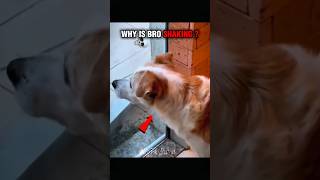 Dogs Afraid of Cats 💀 #dog #cat #shorts