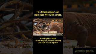 "This female dragon can reproduce WITHOUT a male... And it's not science fiction, bro!"