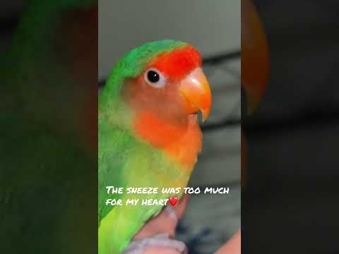 #birds #lovebird #sneeze