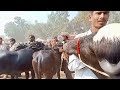 پیور نیلی کی جھوٹیاں بہت ہی خوبصورت اور مناسب قیمت میں #mundy #foryou #viral #baffalo #punjabimunda