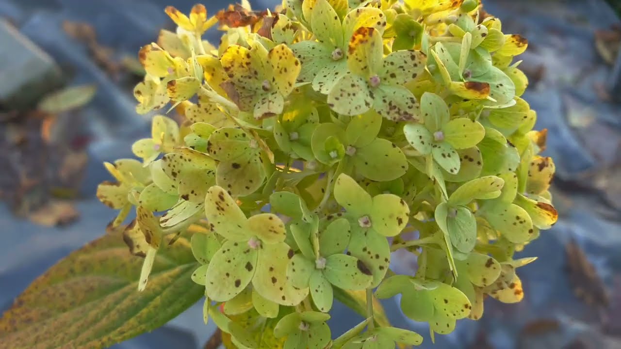 Hortensja Anabell i inne rośliny w listopadzie 2025