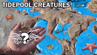 EXPLORING TIDE POOLS For EXOTIC SEA CREATURES!!