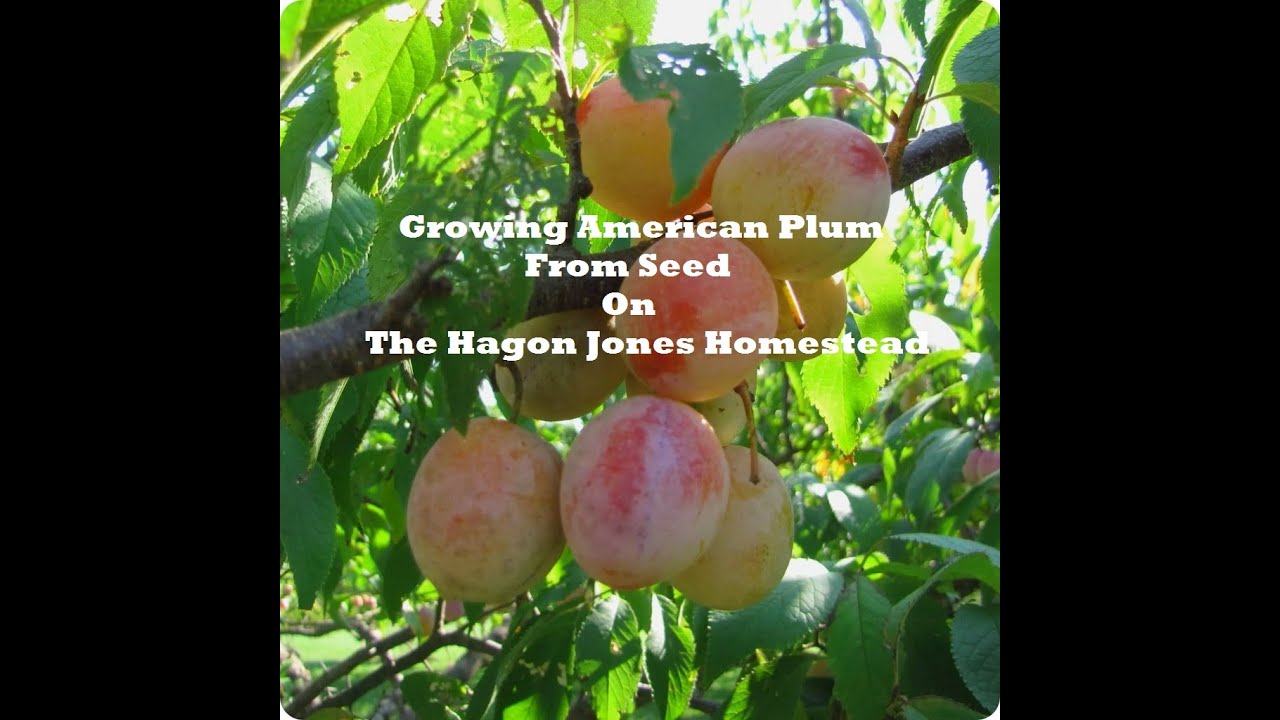 Growing American Plum from seed The Hagon Jones