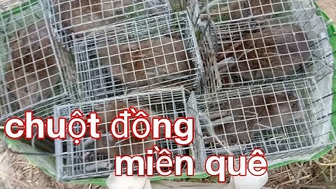 bẫy chuột đồng vùng 7 núi khi vừa thu hoạch lúa xong, kiếm tiền trang trải cuộc sống